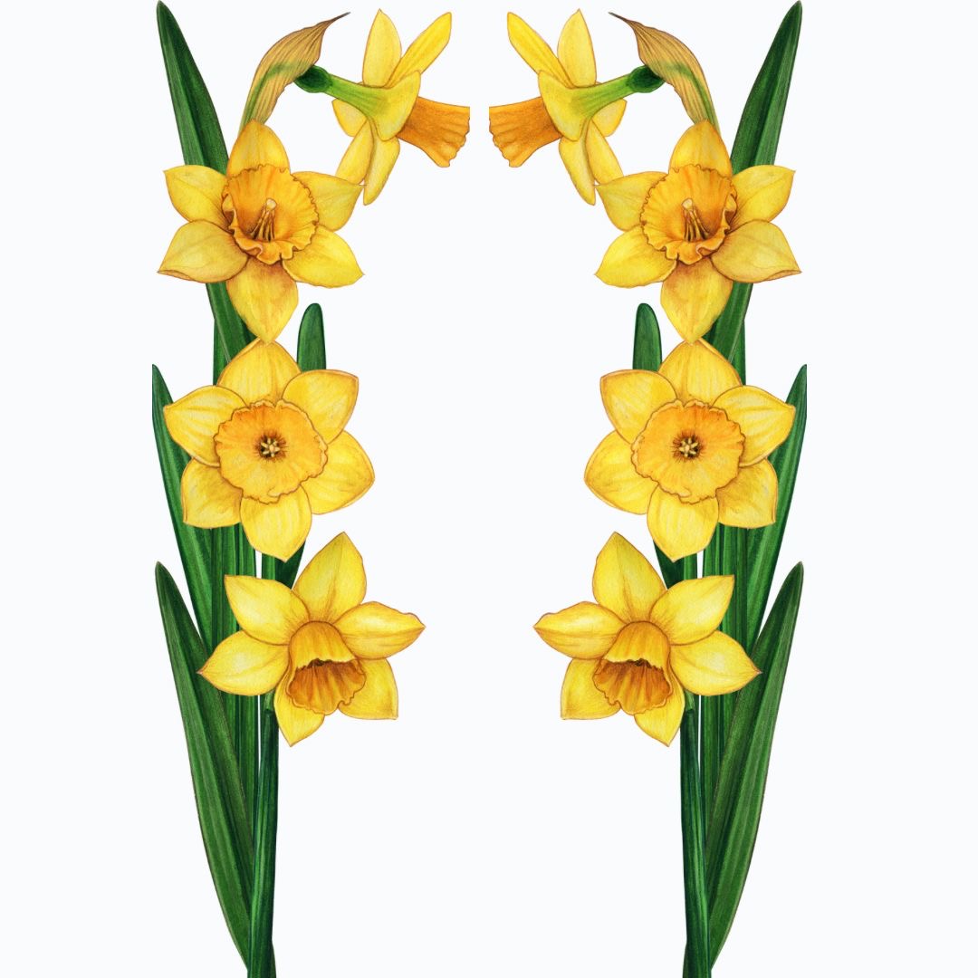 ( PANO 3) Sarı Çiçek Sağ Sol 8A4