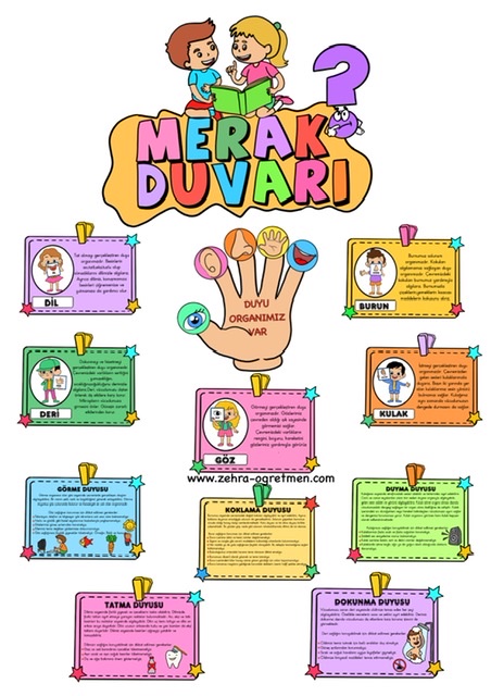 2.Konu Merak Duvarı Duyu Organları ( A4 RENKSİZ)