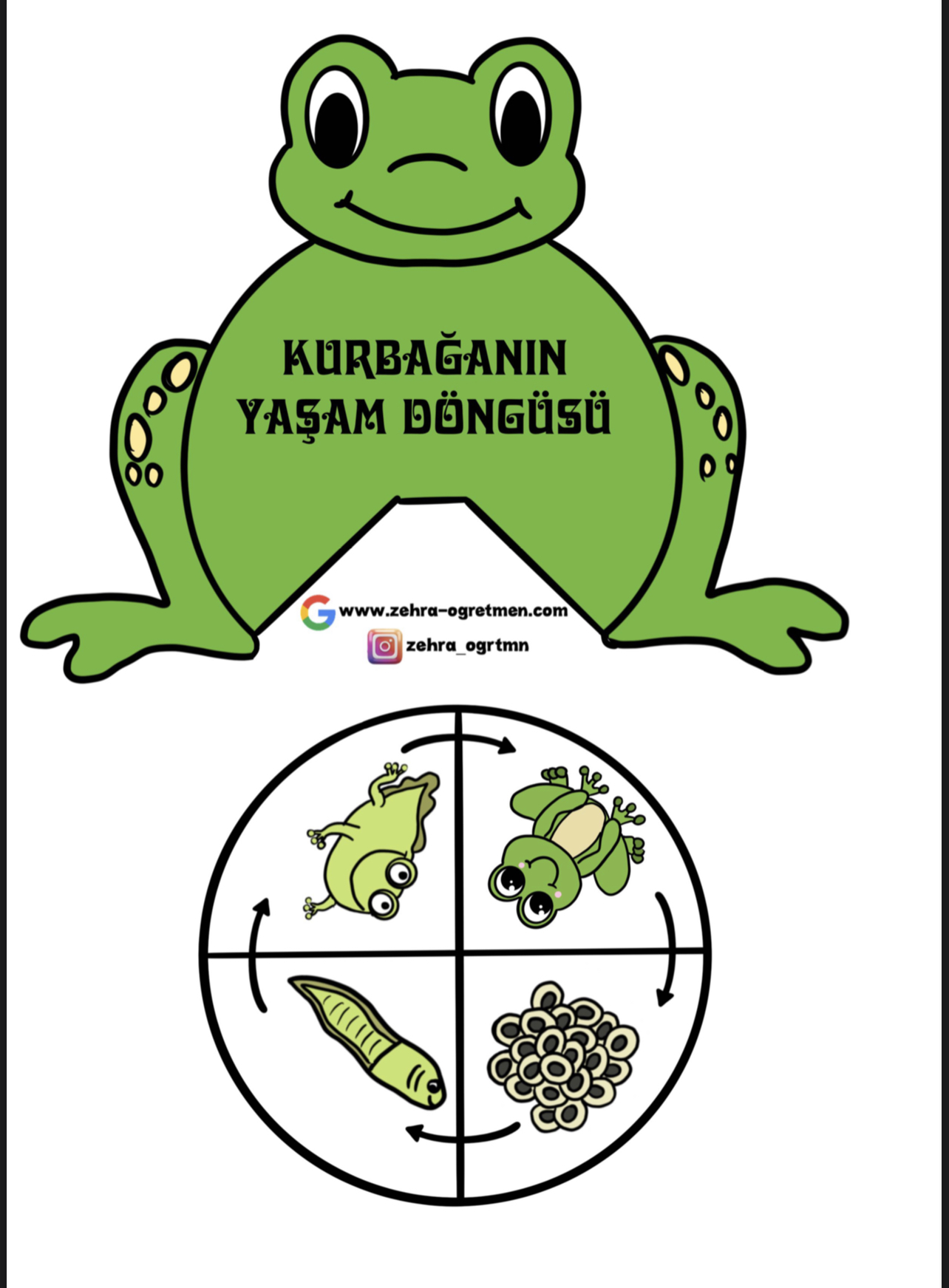 Kurbağanın Yaşam Döngüsü Etkinliği 2