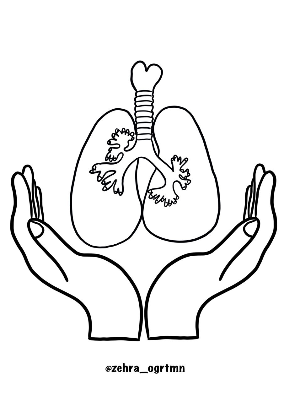 4 A4 Akciğer ve El ( Renksiz)