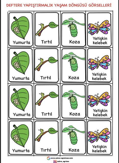 Deftere Yapıştırmalık Yaşam Döngüleri