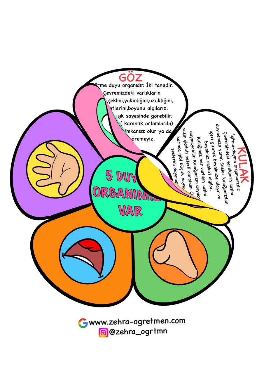 Duyu Organları Defter Etkinliği 4