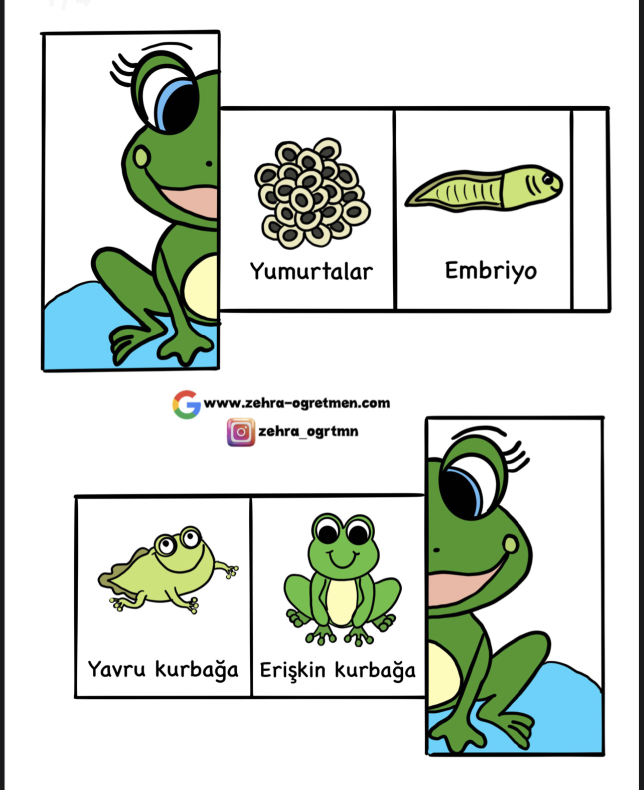 Kurbağanın Yaşam Döngüsü Etkinliği 1