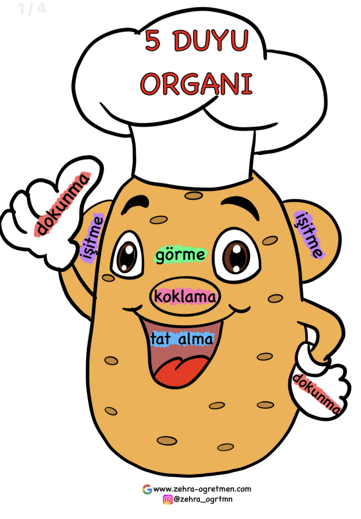 Duyu Organları Defter Etkinliği 5