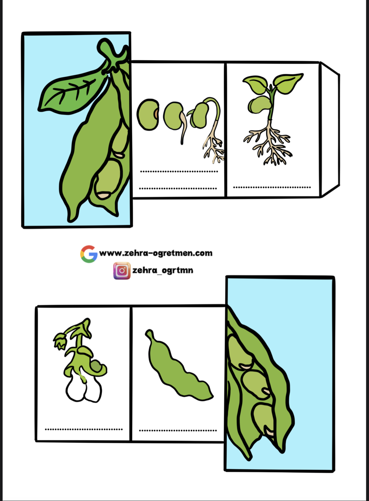 Fasulyenin Yaşam Döngüsü Etkinliği