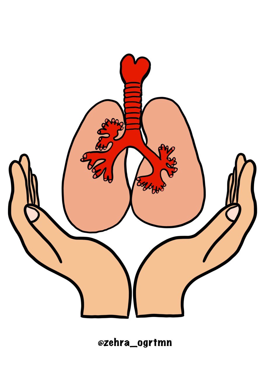 9 A4 Akciğer ve El ( RENKLİ)