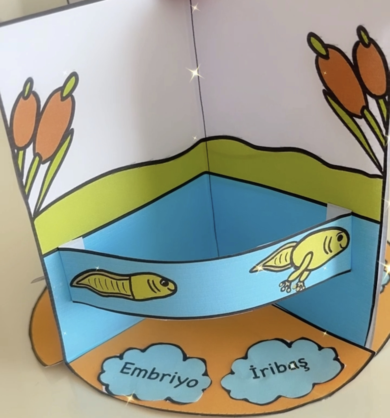 3 Boyutlu Kurbağanın Yaşam Döngüsü