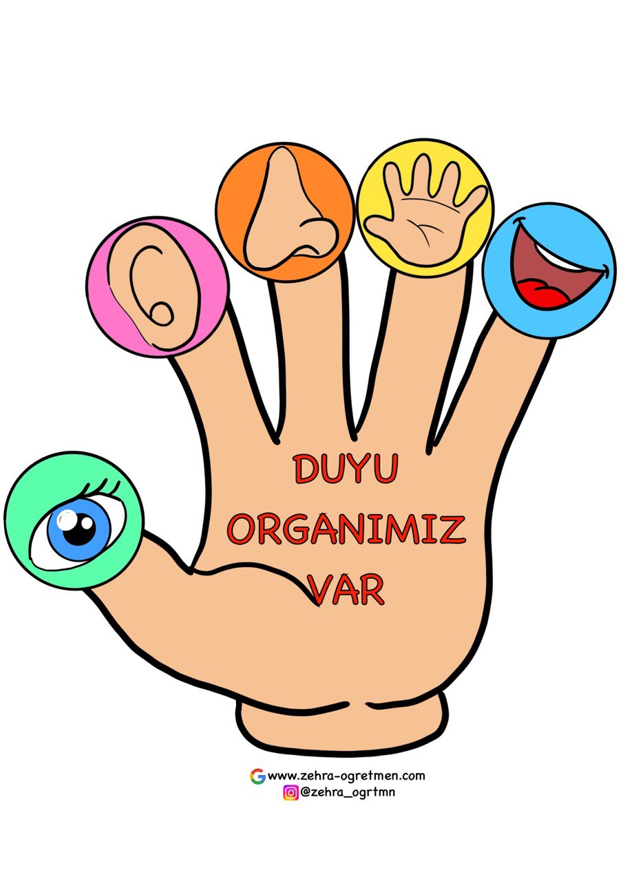 Duyu Organları Defter Etkinliği 1