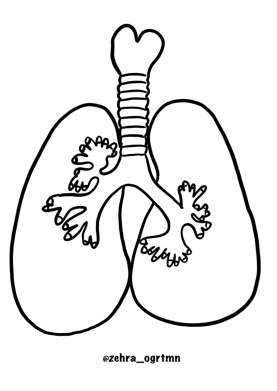 4 A4 Renksiz Akciğer