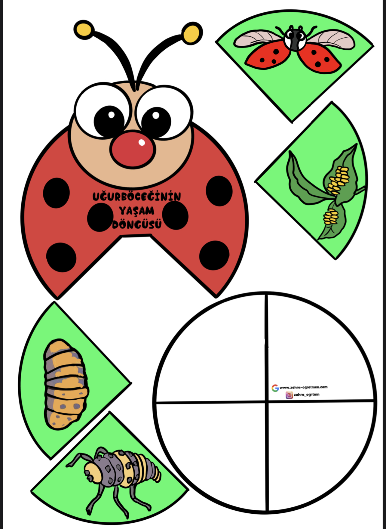 Uğurböceğinin Yaşam Döngüsü Etkinliği