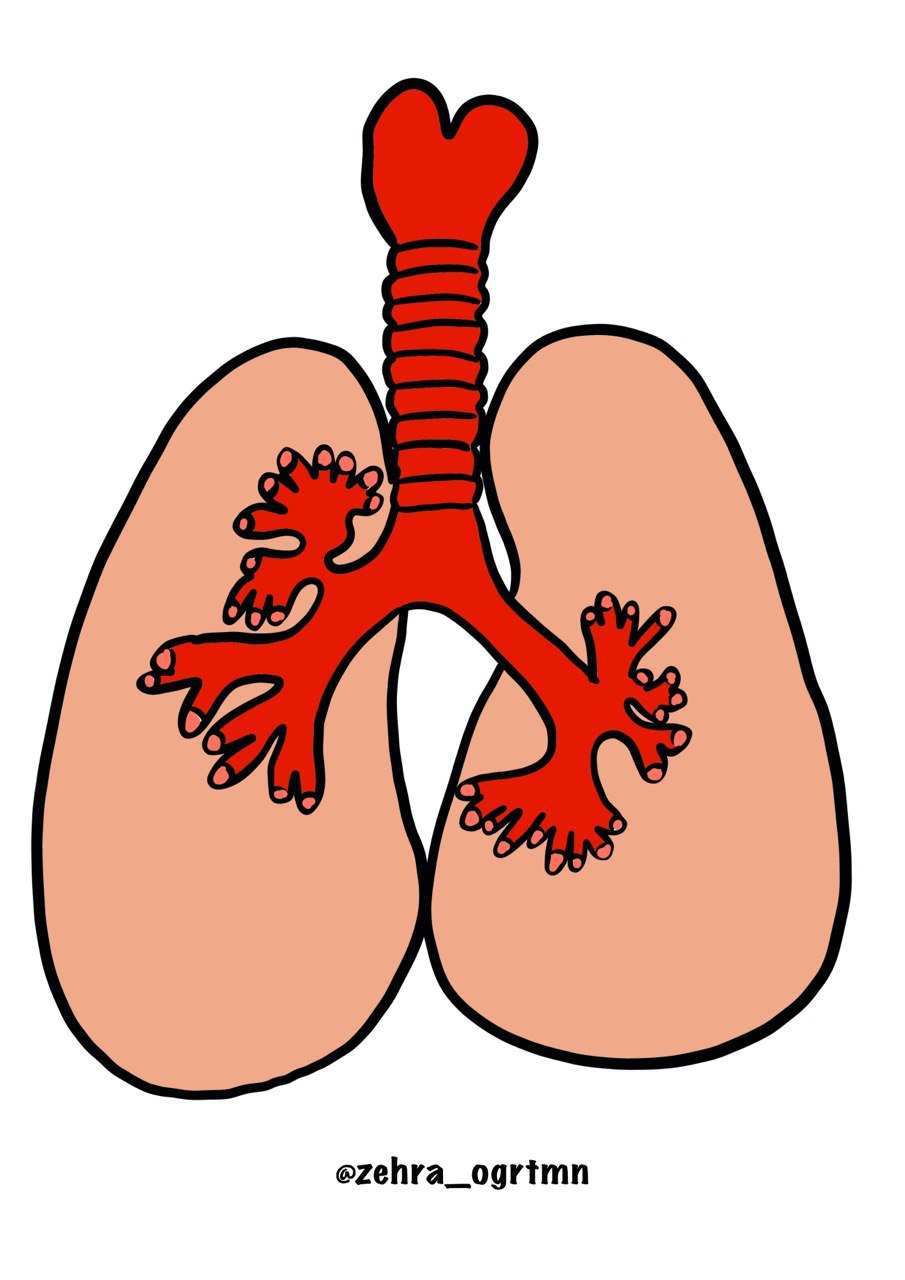 4 A4 Renkli Akciğer