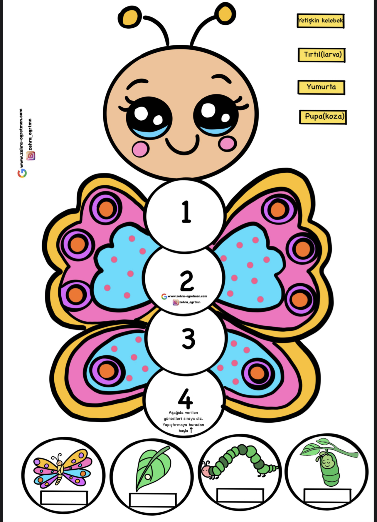 Kelebeğin Yaşam Döngüsü Etkinliği