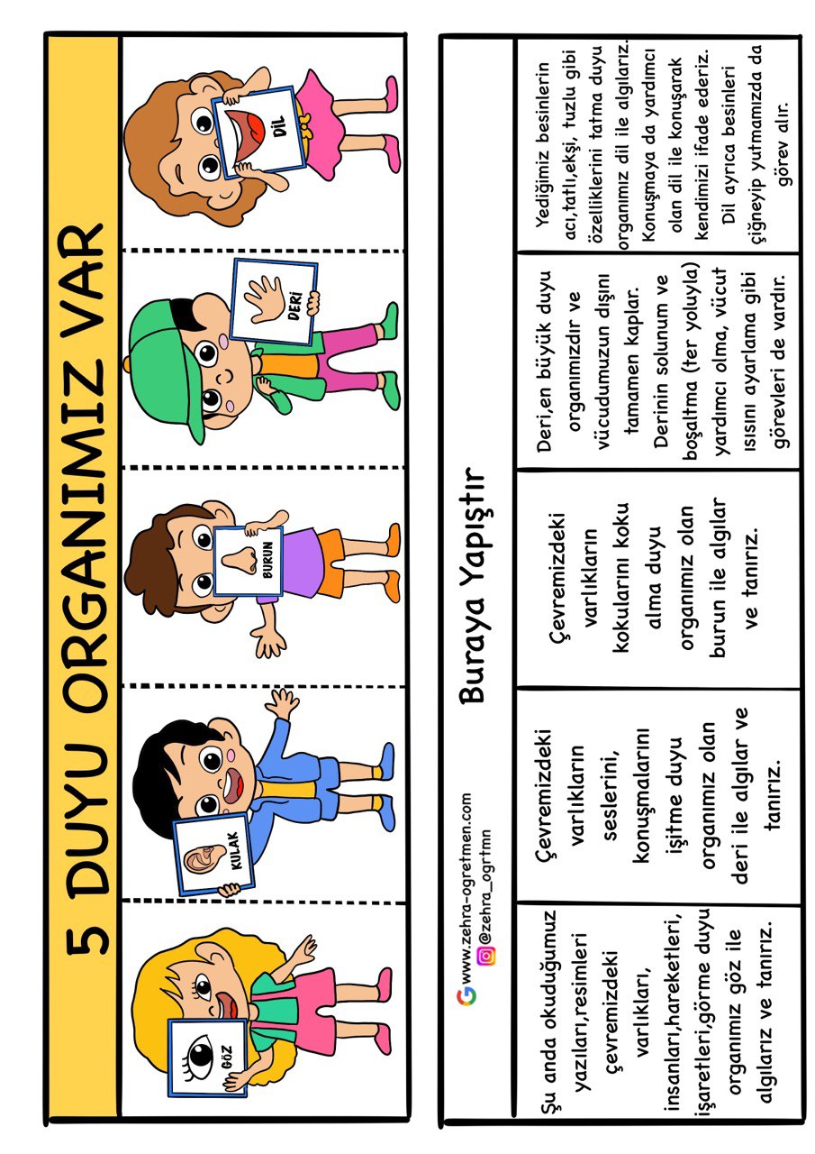 Duyu Organları Defter Etkinliği 3