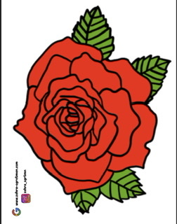 Güller renkli renksiz