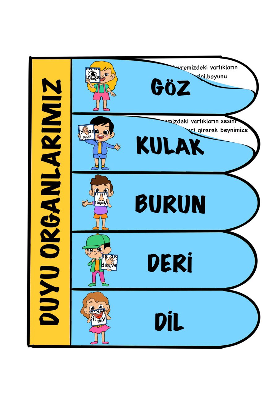 Duyu Organları Defter Etkinliği 2